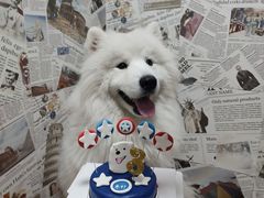 -宠物之家Pets Home 宠物寄养酒店