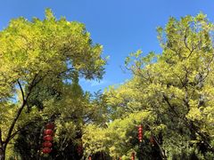 -大槐树寻根祭祖园