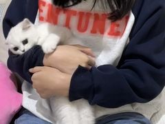 -喵zoo家庭繁育猫舍(尖东智能花园店)