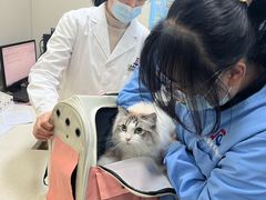 -顺强宠物诊所·狂犬免疫·夜诊·骨科(嘉定店)