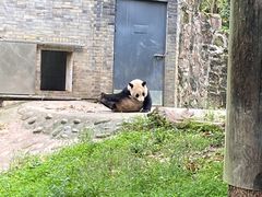 -都江堰中华大熊猫苑