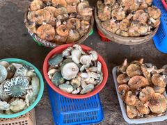 -云南木水花野生菌交易中心