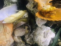 -土蚝·高压锅生蚝(百姓美食街店)