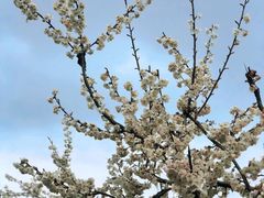 -樱桃山旅游景区