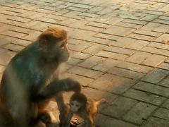 -北京动物园-畅观楼