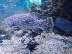 -海合安武汉极地海洋公园