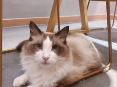 -飞行喵MR PILOT|猫舍·猫咖(静安大融城店)