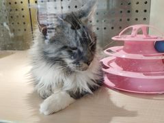 -瞄一喵猫咖(格力海岸店)