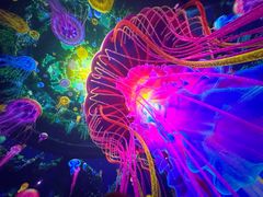 -海合安成都极地海洋公园