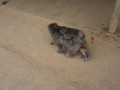 -岚山猴子公园
