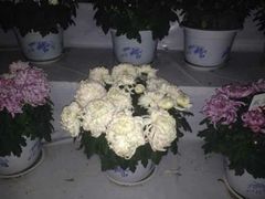 android_upload_pic-迎泽公园