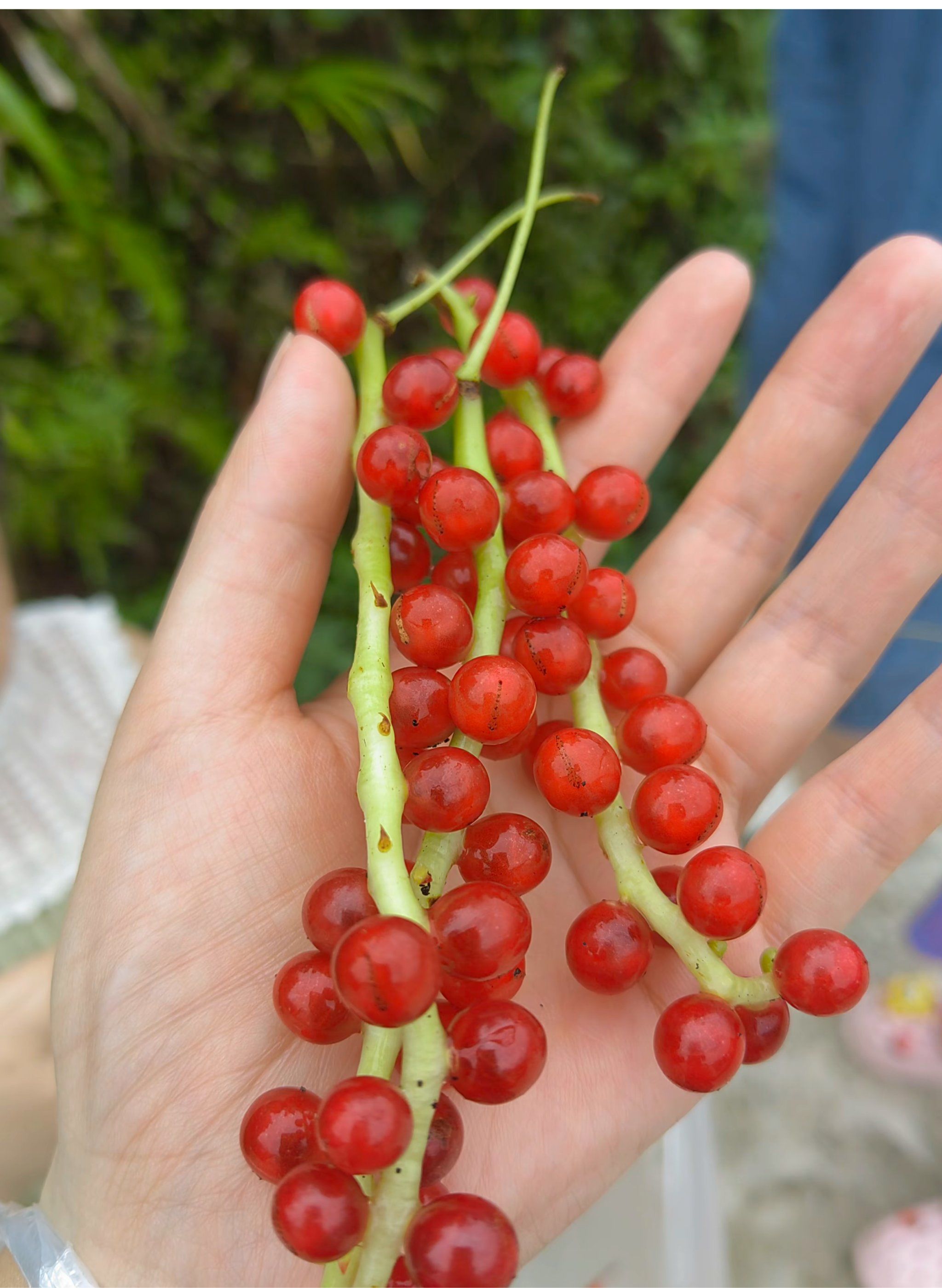 家乡野果 #0元玩转这座城 #奇奇怪怪的好物又增加了 #生活奇奇怪怪你