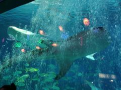 -烟台海昌鲸鲨海洋公园