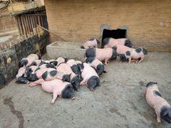 -太阳部落