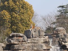 -上海野生动物园