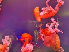 -亚特兰蒂斯•OSSIANO奥西亚诺海底餐厅