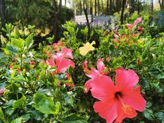 -深圳国际园林花卉博览园