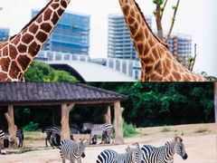 -杭州野生动物世界