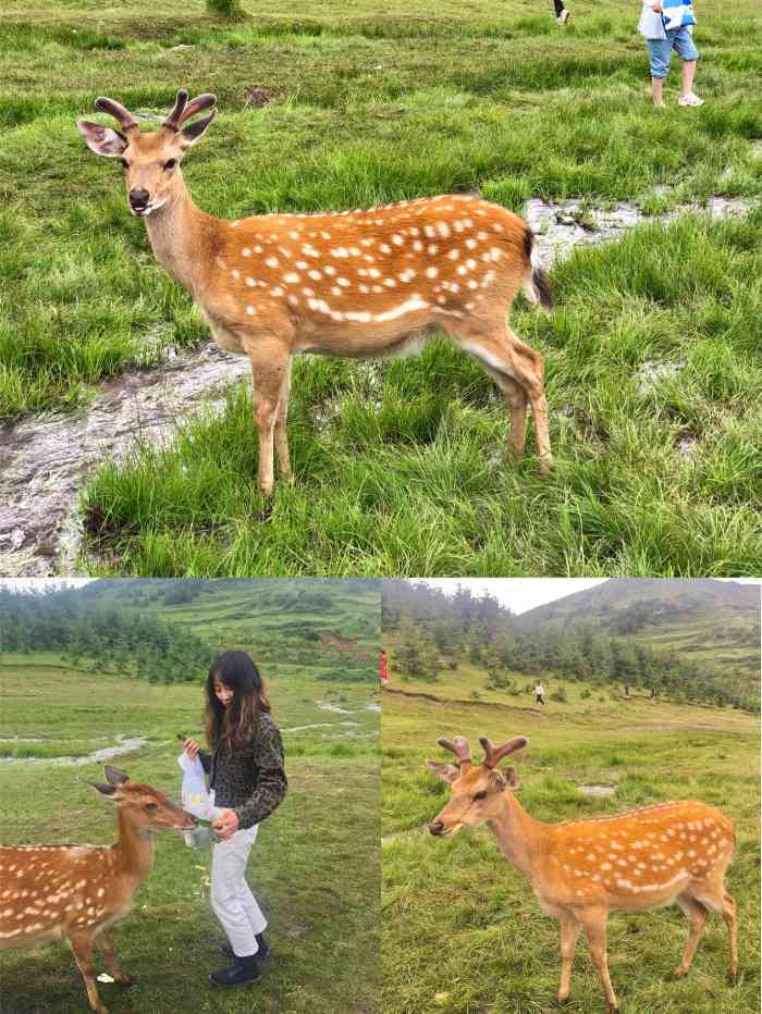 元古堆鹿场-"07兰州自驾过去大概两个半小时.08定.