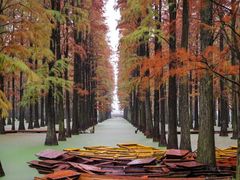 -渌洋湖湿地公园