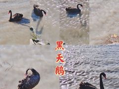 -颐和园