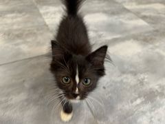 -楼上猫咖(罗湖店)
