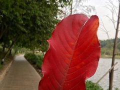 -南国桃园旅游度假区