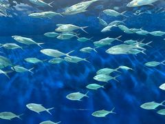 -上海海洋水族馆