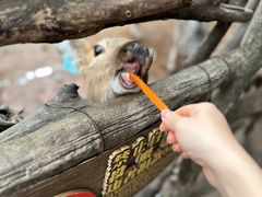 -长鹿旅游休博园