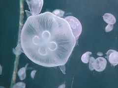 -太平洋海底世界