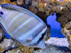 -太平洋海底世界