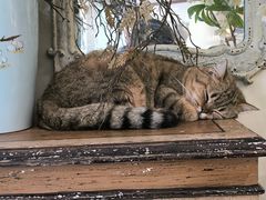 -共舞时光猫咖·狗咖(新街口店)