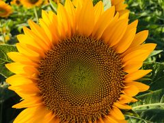 -艾溪湖湿地公园