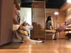 -柴务处·柴犬主题狗咖