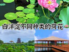 -白洋淀景区