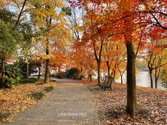 -上海共青森林公园