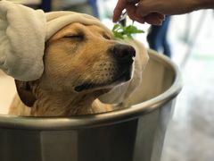 -PETKIT小佩宠物(古北店)