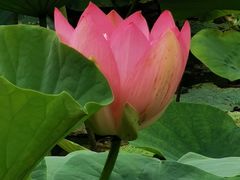 -莲花池公园