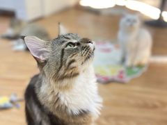 -COLOR PETS 撸猫馆·购猫·猫咖(长风大悦城店)