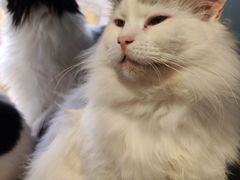 -平行世界·猫咖(首经贸店)