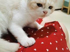 -藏猫猫咖啡主题馆(中央大道店)