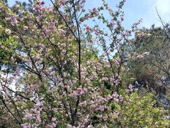 -铁山坪森林公园