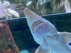 -迪拜水族馆及水下动物园