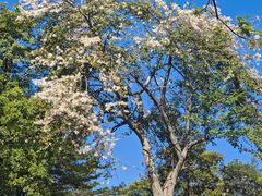 -佛冈森波拉度假区