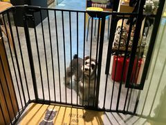 -小尾巴宠物店(万科·金域华庭店)