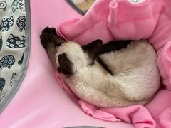 -三花喵·撸猫购宠·宠物生活馆(虹桥南丰城店)
