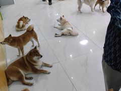 -柴源莊·柴小宠柴犬咖啡