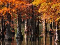 -白鹭湾湿地公园