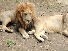 -大连森林动物园