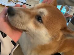 -喜柴咖啡·柴犬狗咖